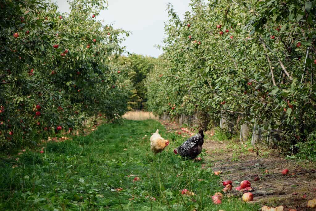 Beginner Homesteading Skill- Plant an orchard