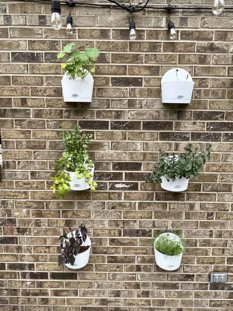 A vertical herb garden on brick