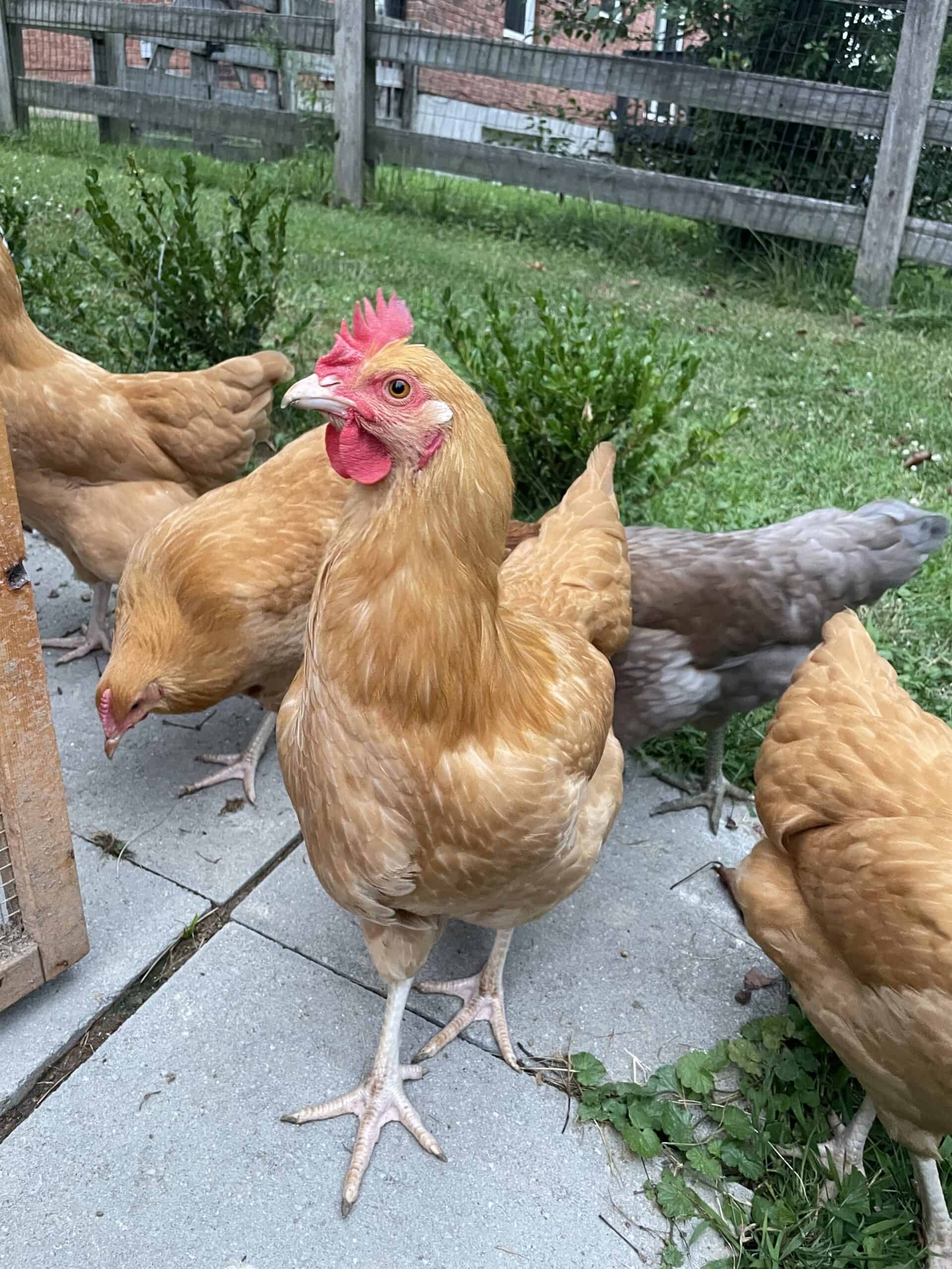 How to Keep Backyard Chickens in the Suburbs The Bluegrass Blacksheep