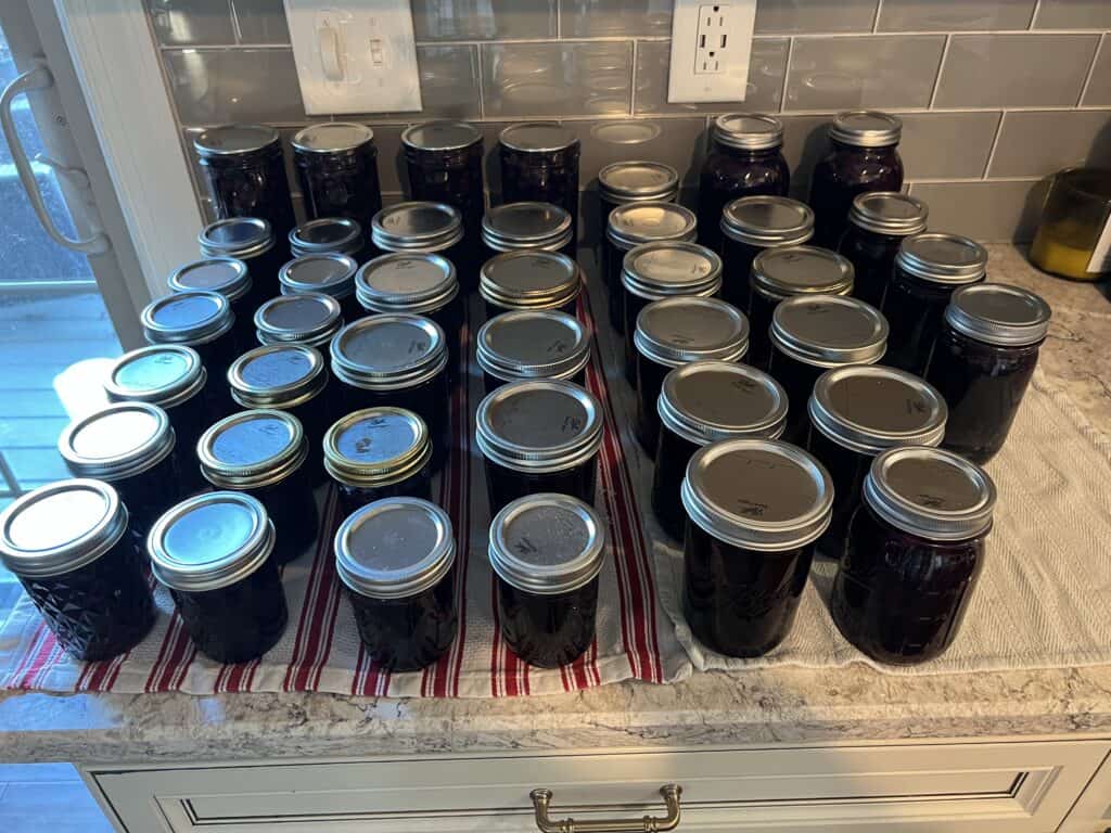 Blueberry preserves canned in jelly jars