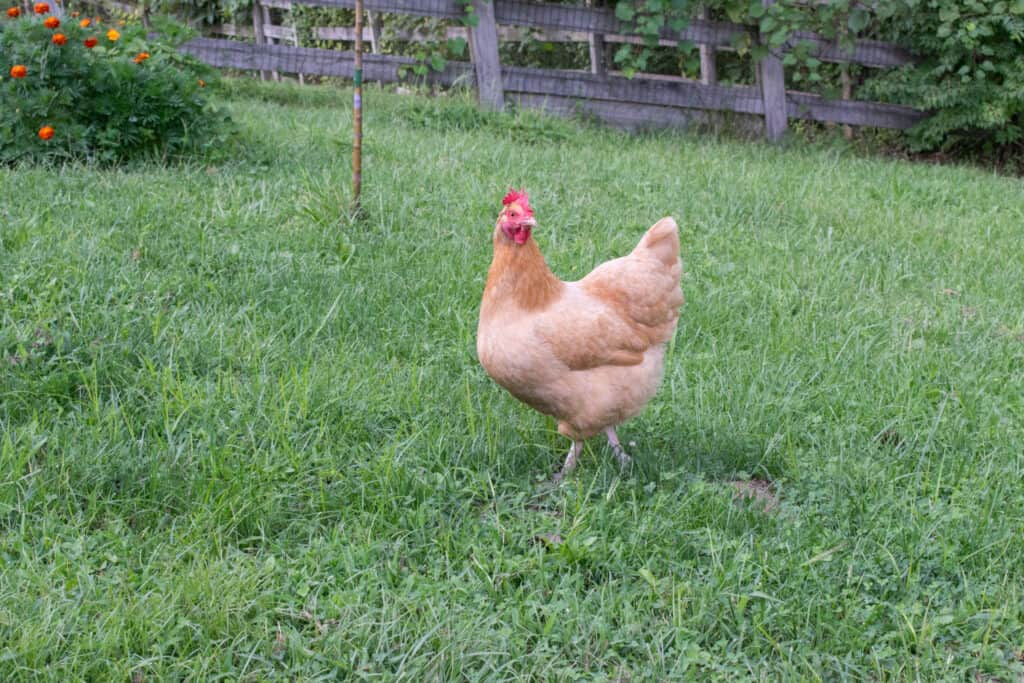 A buff orpington chicken free ranging in the backyard.  This homestead principle is easy to learn, even in the suburbs.  