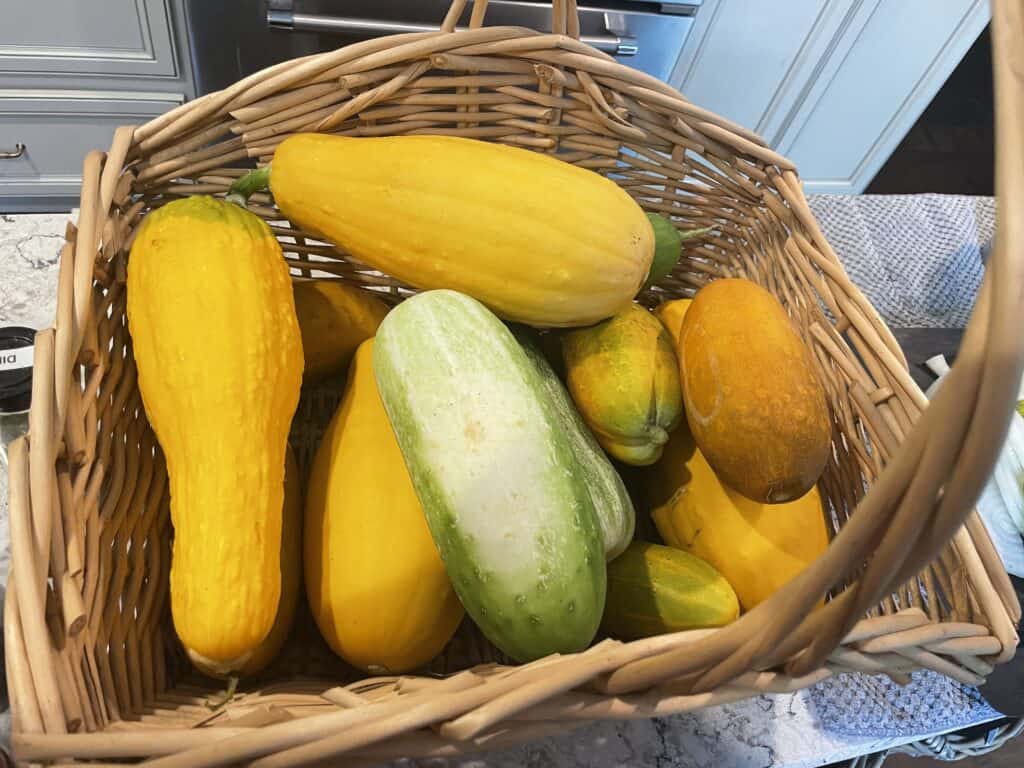 A harvest basket full of cucumbers and squash.  Gardening is easy when living in the suburbs. 