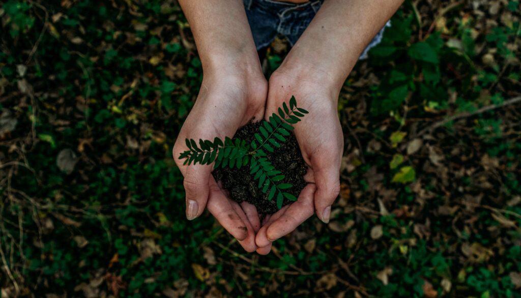 Hands holding a plant.  Living sustainably is one of the key homesteading principles, even when living in the suburbs.