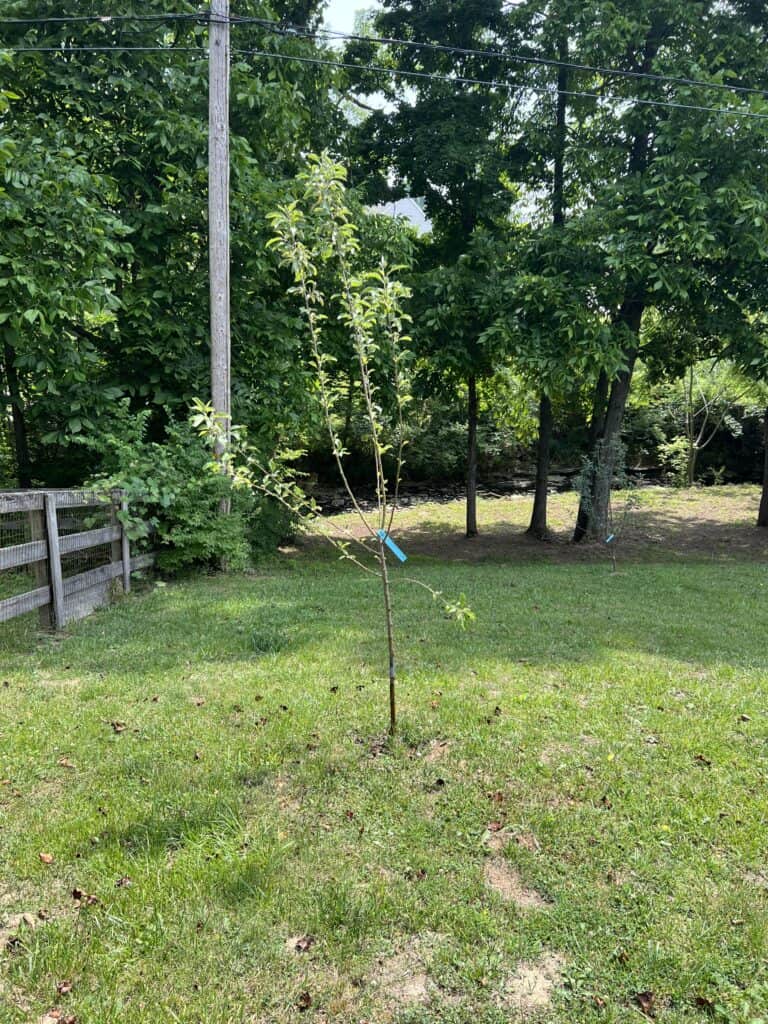 This is our baby apple tree prior to adding the tree guild.