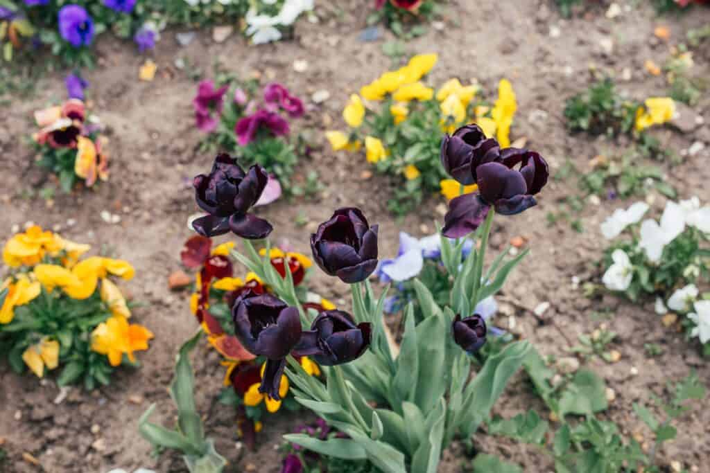 Tulips in a garden. Photo by Aleksander Korobczuk