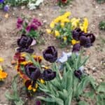 Fall bulb planting for spring flowers
