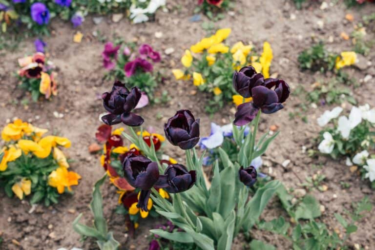 Fall bulb planting for spring flowers