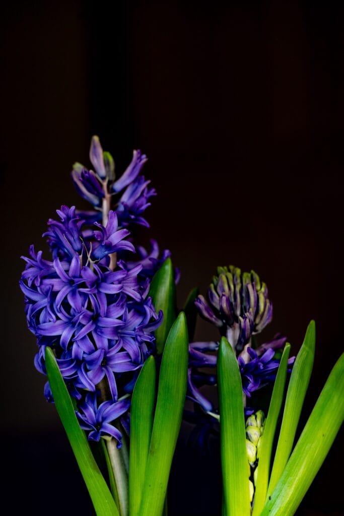 Hyacinth.  Photo by Rod Long