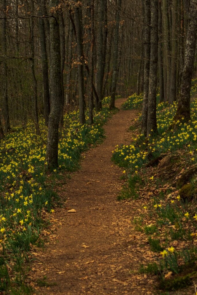 Daffodils in a forest.  Photo by Subhasish Dutta