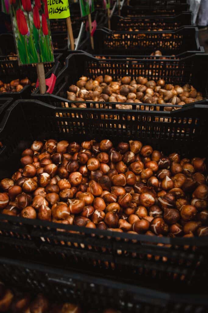 Flower bulbs in a market.  Photo by Vincent Wachowiak