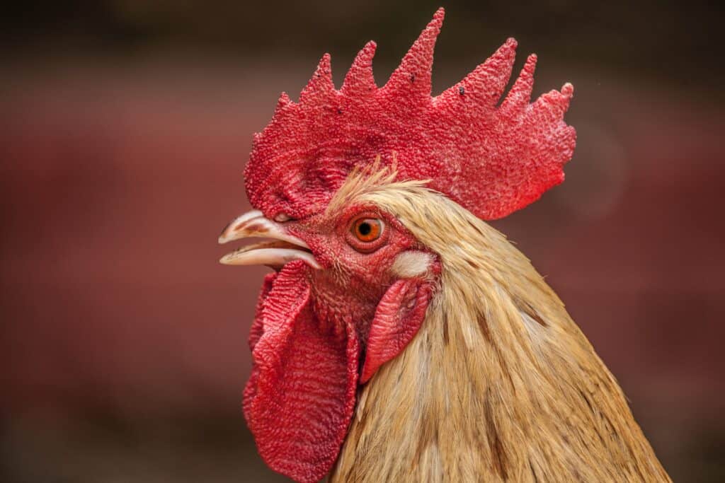 Rooster close up