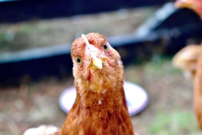 5 Fun Facts About Chickens You Didn’t Know